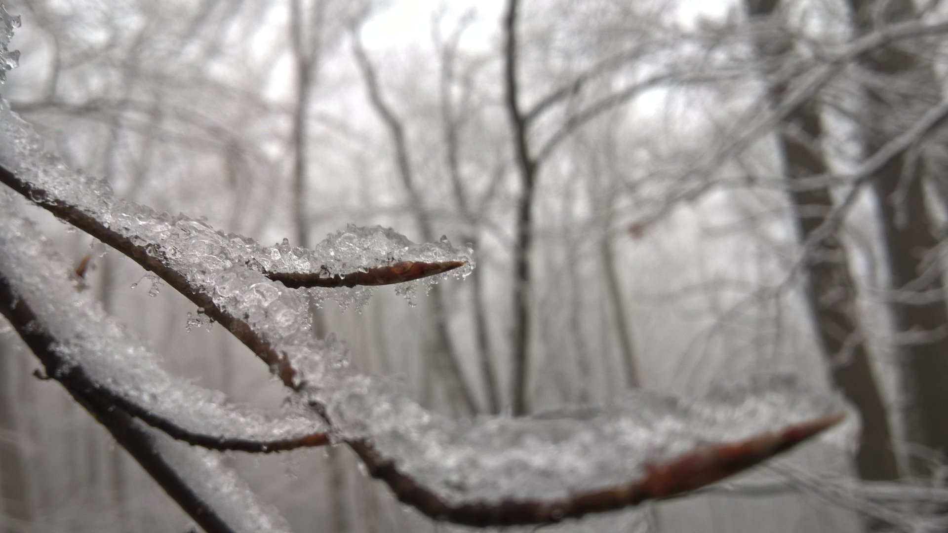 Download Branch Ice Frost Nature Winter 4k Ultra HD Wallpaper by Whiterain