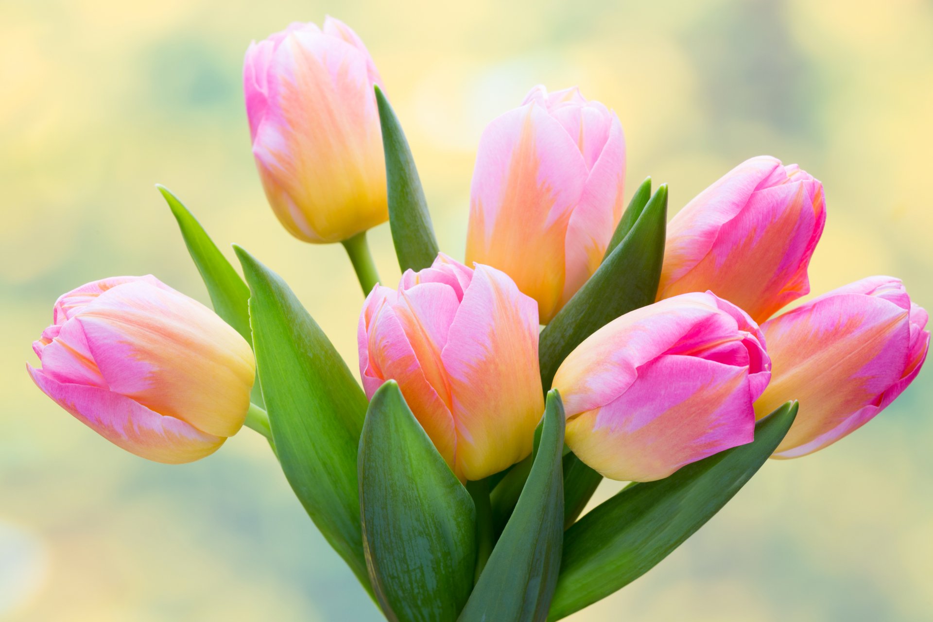 Download Pink Flower Flower Nature Tulip 4k Ultra Hd Wallpaper
