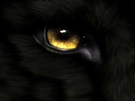Close-up of a black animal's eye with a piercing yellow iris in an HD wallpaper and background image.