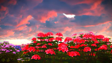  Flower Field at Sunset