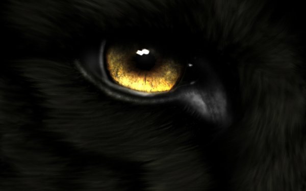 Animal Eye HD Wallpaper | Background Image