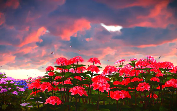  Flower Field at Sunset