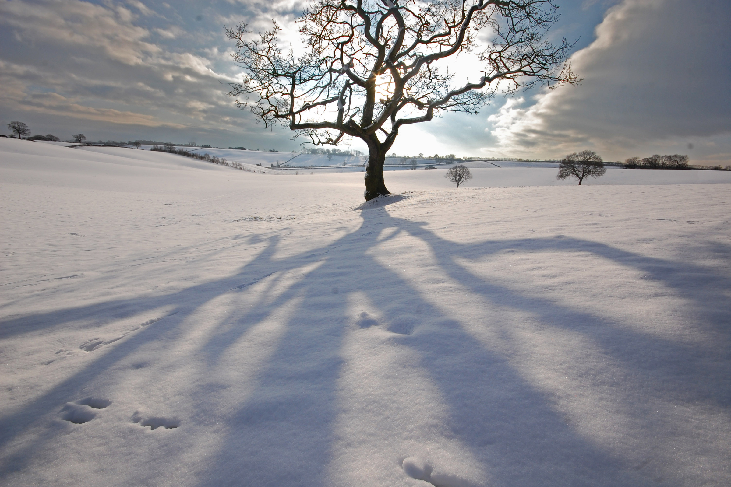 Winter Tree Shadow