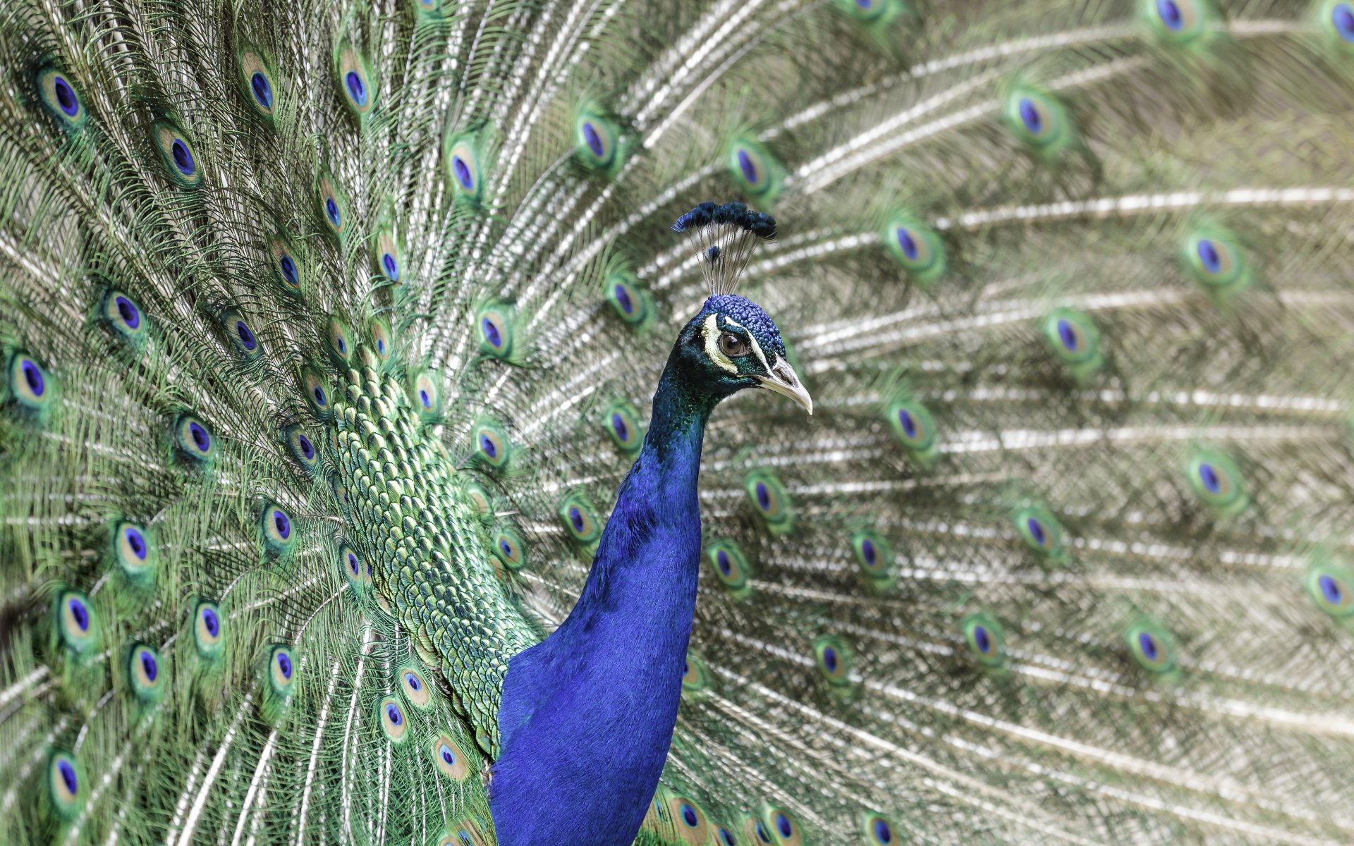 Pavo Real 4k Ultra Fondo de pantalla HD | Fondo de Escritorio | 5472x3420