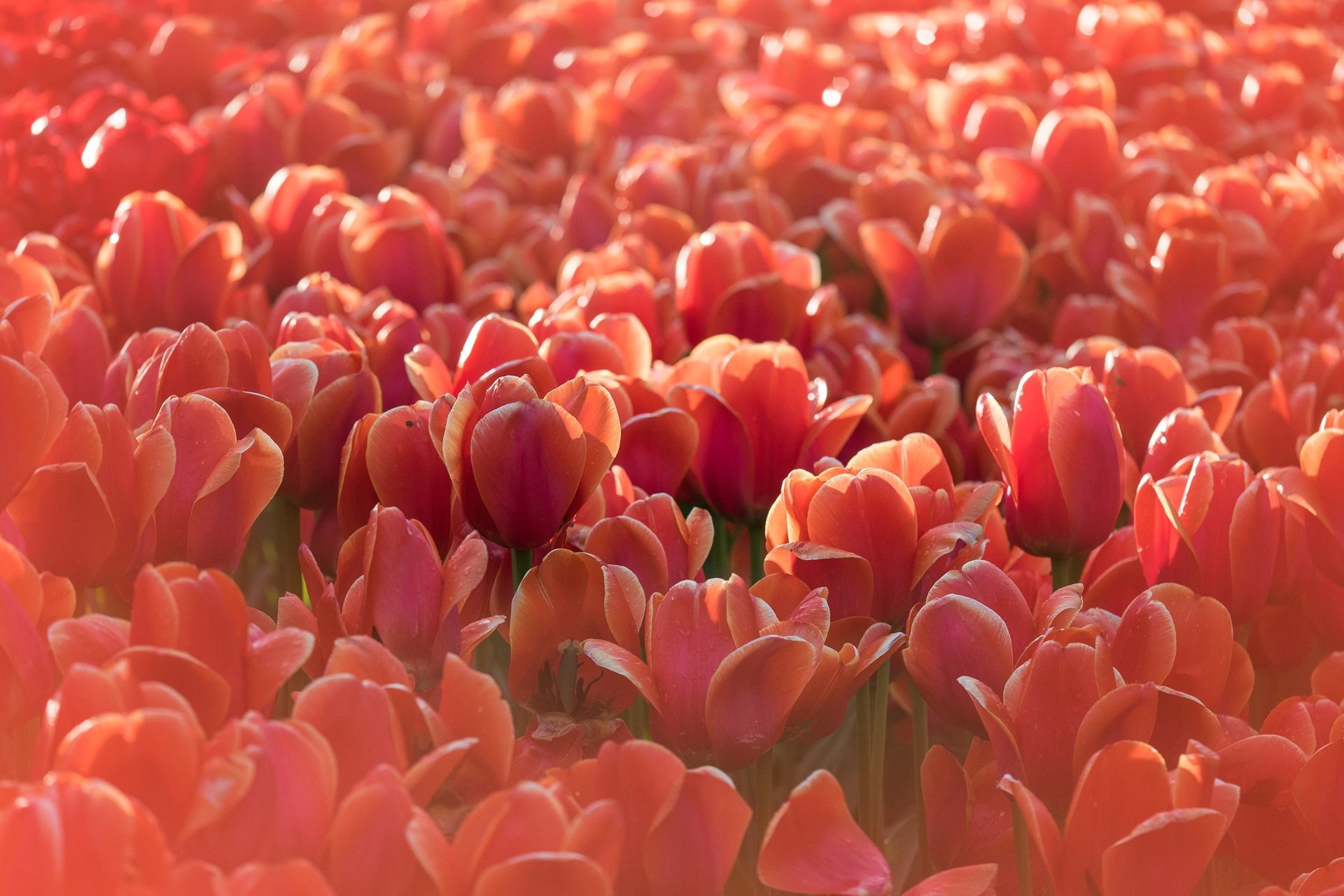 Download Pink Flower Field Flower Nature Tulip HD Wallpaper | 1920x1280 ...