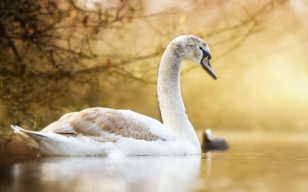 Animal Mute swan Birds Swans Swan Water Bird HD Wallpaper | Background Image