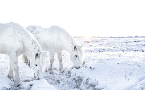 Animal Horse Winter Snow Sunrise HD Wallpaper | Background Image