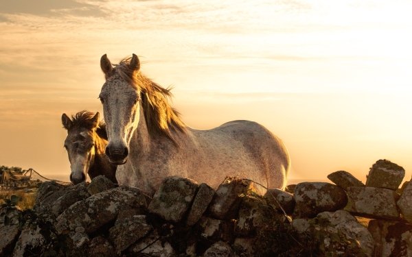 Animal Horse Sunset HD Wallpaper | Background Image