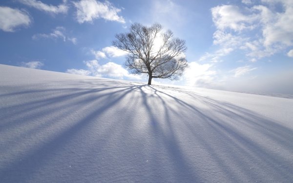 Earth Tree Trees Nature Winter Snow Lonely Tree HD Wallpaper | Background Image