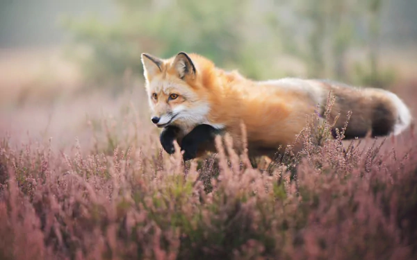 jump depth of field Animal fox HD Desktop Wallpaper | Background Image