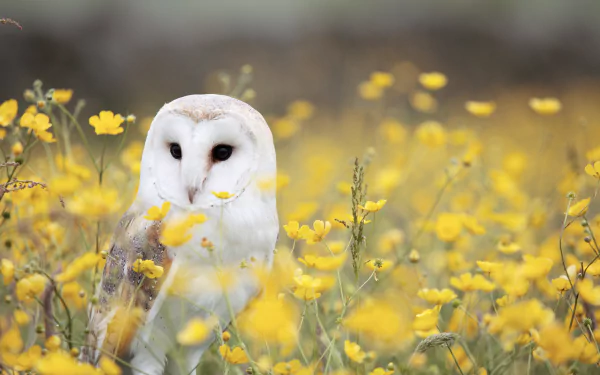 A barn owl perched among vibrant yellow flowers, captured in stunning 4K Ultra HD, creating a serene nature scene for a PC desktop wallpaper.