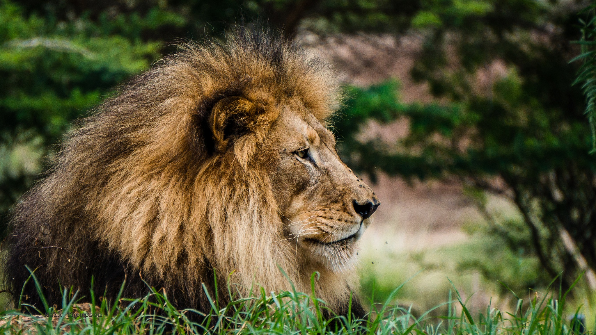 High Quality Background Images Lion - Download lion png images