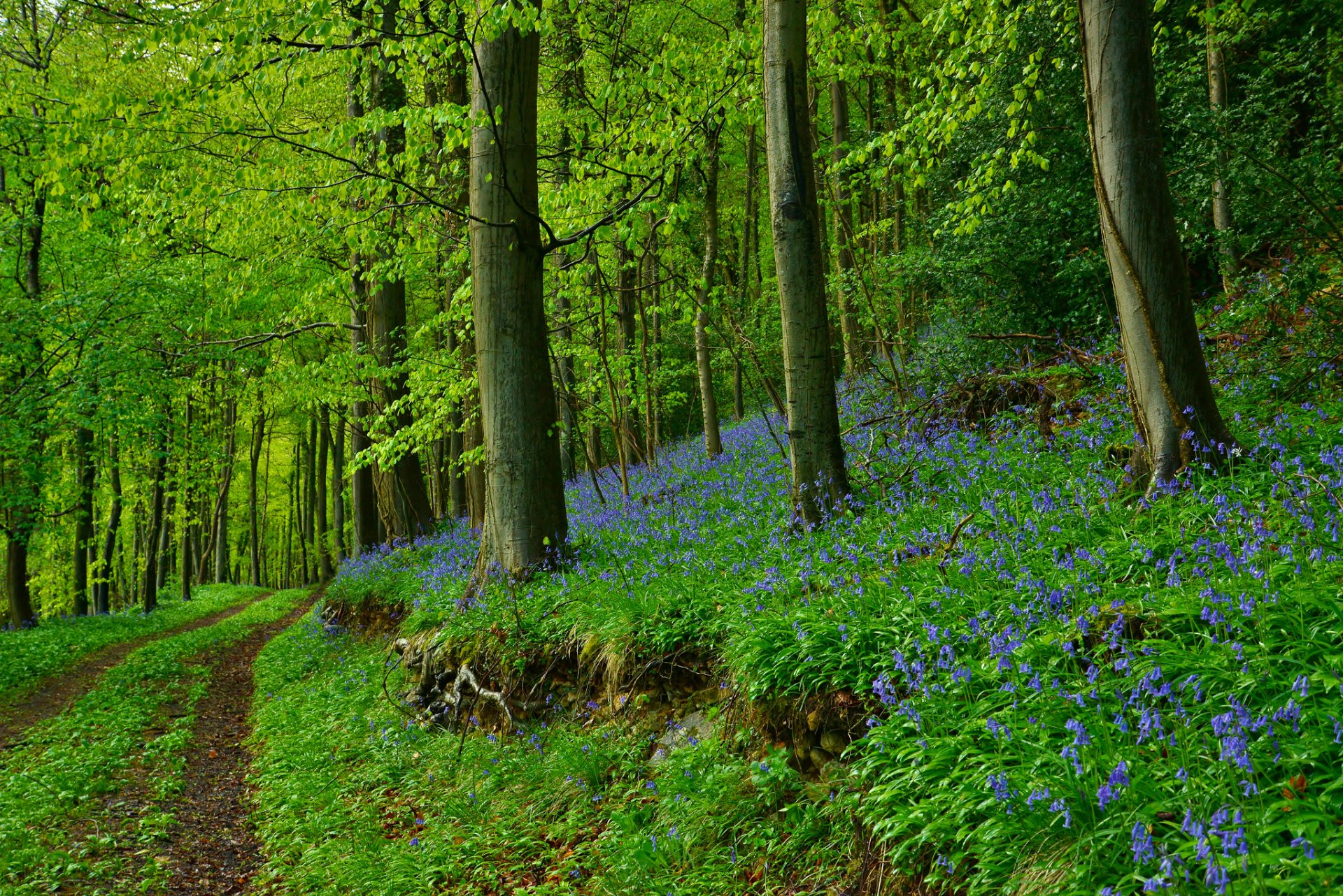 Download Nature Bluebell Green Forest Man Made Path HD Wallpaper