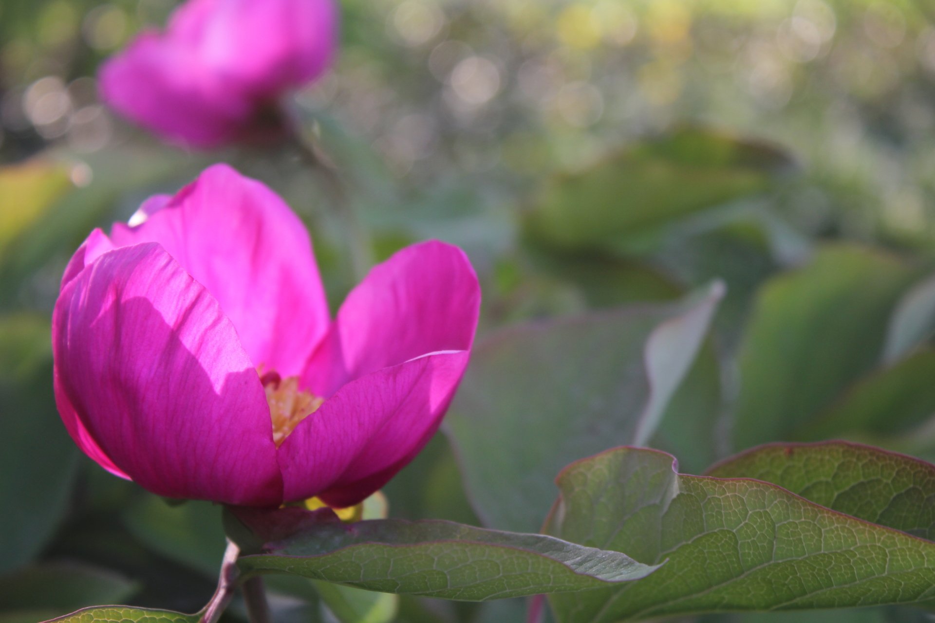 Download Pink Flower Flower Nature Peony 4k Ultra HD Wallpaper
