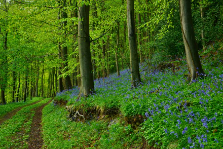  Bluebells in the Green Forest