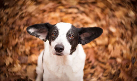 HD PC desktop wallpaper: close-up of a white-and-black dog showing its muzzle and big ears, gazing up amid a swirl of autumn leaves as an animal-themed background.