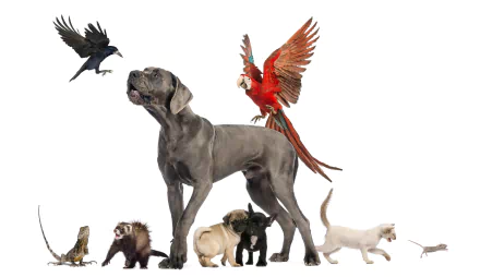 lizard mouse cat great dane macaw bird Animal pets HD Desktop Wallpaper | Background Image
