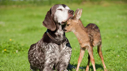 A touching HD wallpaper featuring a cute moment of love between a dog and a fawn, with the dog gently nuzzling the little deer. The animals are set against a backdrop of lush green grass.