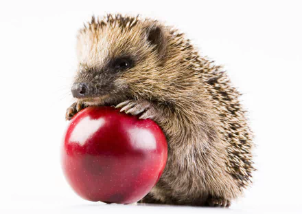 Animal hedgehog HD Desktop Wallpaper | Background Image