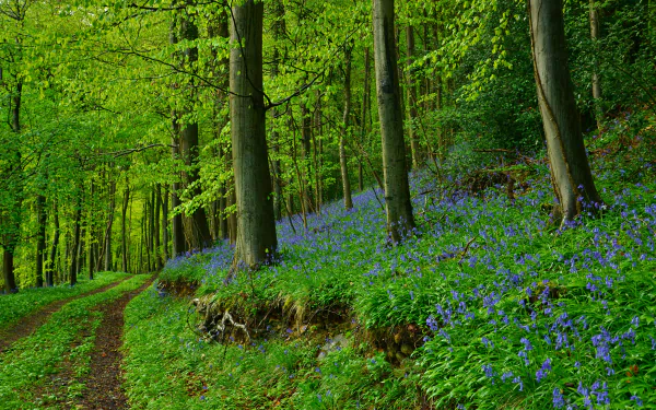  Bluebells in the Green Forest