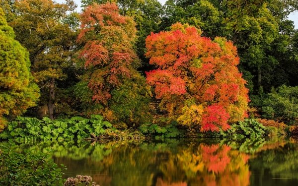 Nature Fall Tree Pond Lake Reflection HD Wallpaper | Background Image