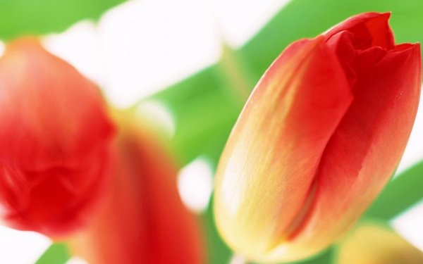Nature Tulip Flowers Flower Close-Up Red Flower HD Wallpaper | Background Image