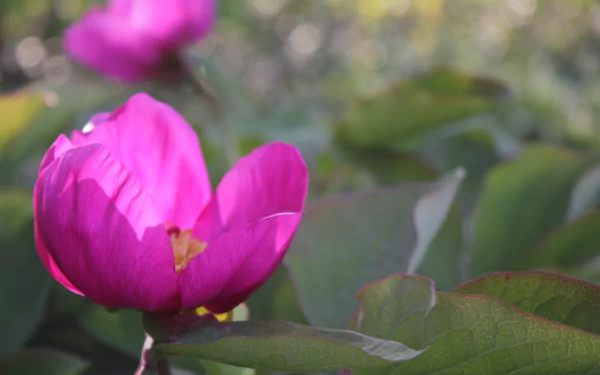 pink flower flower nature peony HD Desktop Wallpaper | Background Image