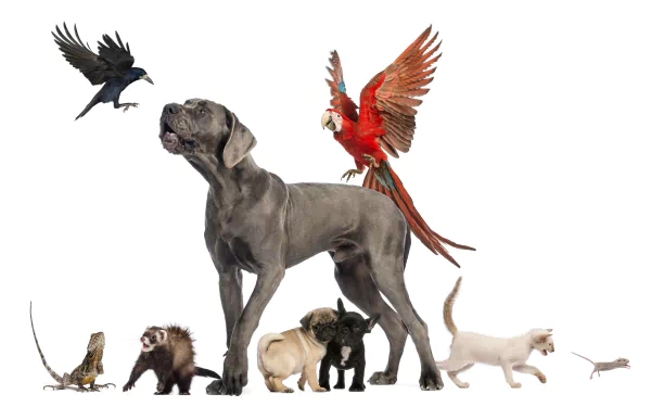 lizard mouse cat great dane macaw bird Animal pets HD Desktop Wallpaper | Background Image