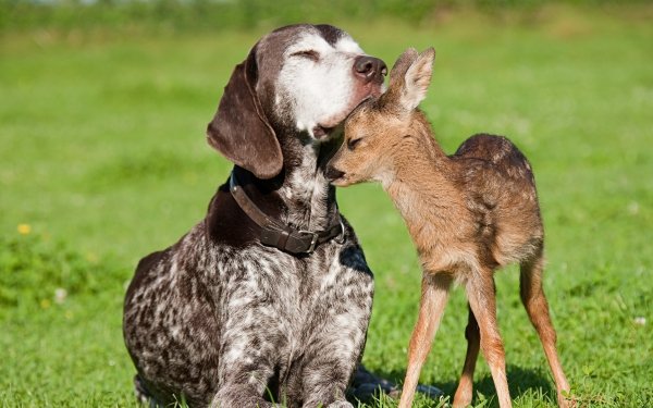 Animal Cute Dog Deer Fawn Love HD Wallpaper | Background Image
