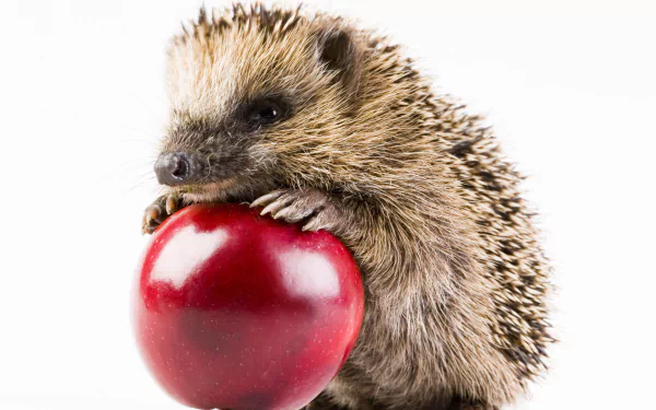 Animal hedgehog HD Desktop Wallpaper | Background Image