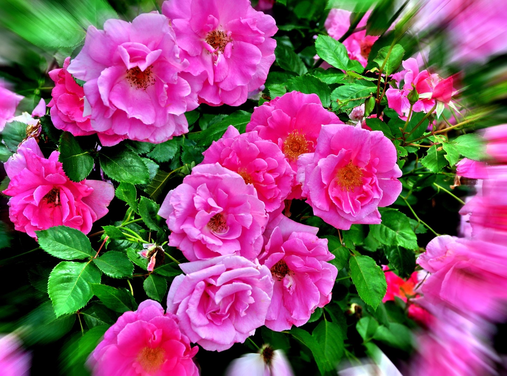 Download Nature Pink Flower Flower Rose 4k Ultra HD Wallpaper