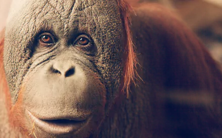 Close-up of an orangutan's face with expressive eyes, showcasing fine details of its fur. This HD desktop wallpaper makes an engaging animal-themed background.