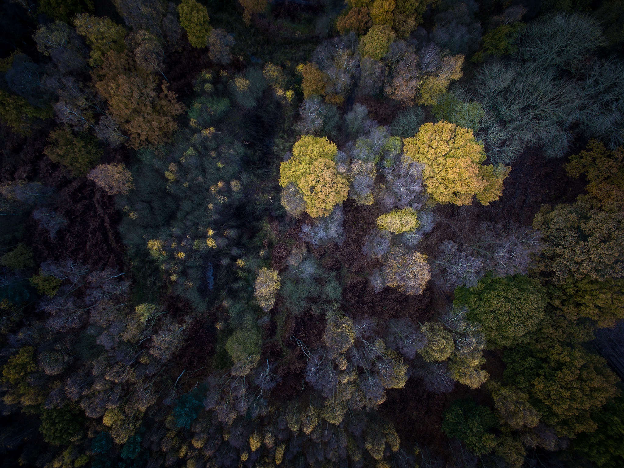 Tree Fall Image Overhead Download Aerial Fall Tree Nature Forest HD Wallpaper