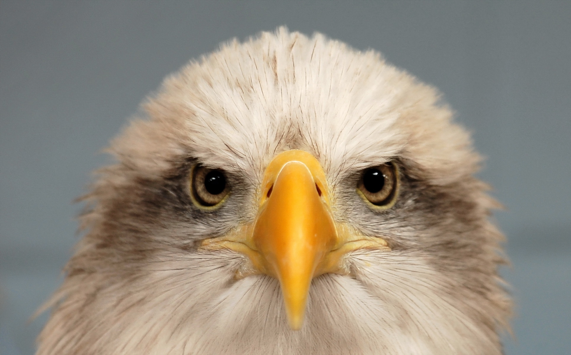 Animal Eagle HD Wallpaper | Background Image