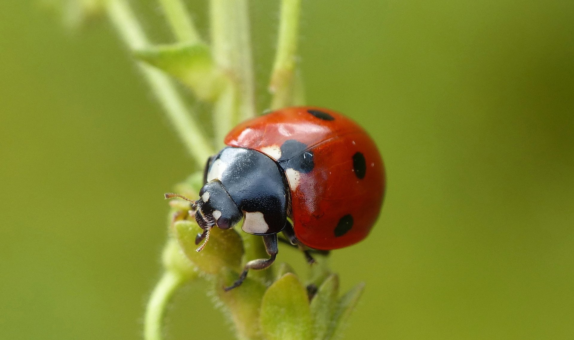 Download Macro Insect Animal Ladybug HD Wallpaper