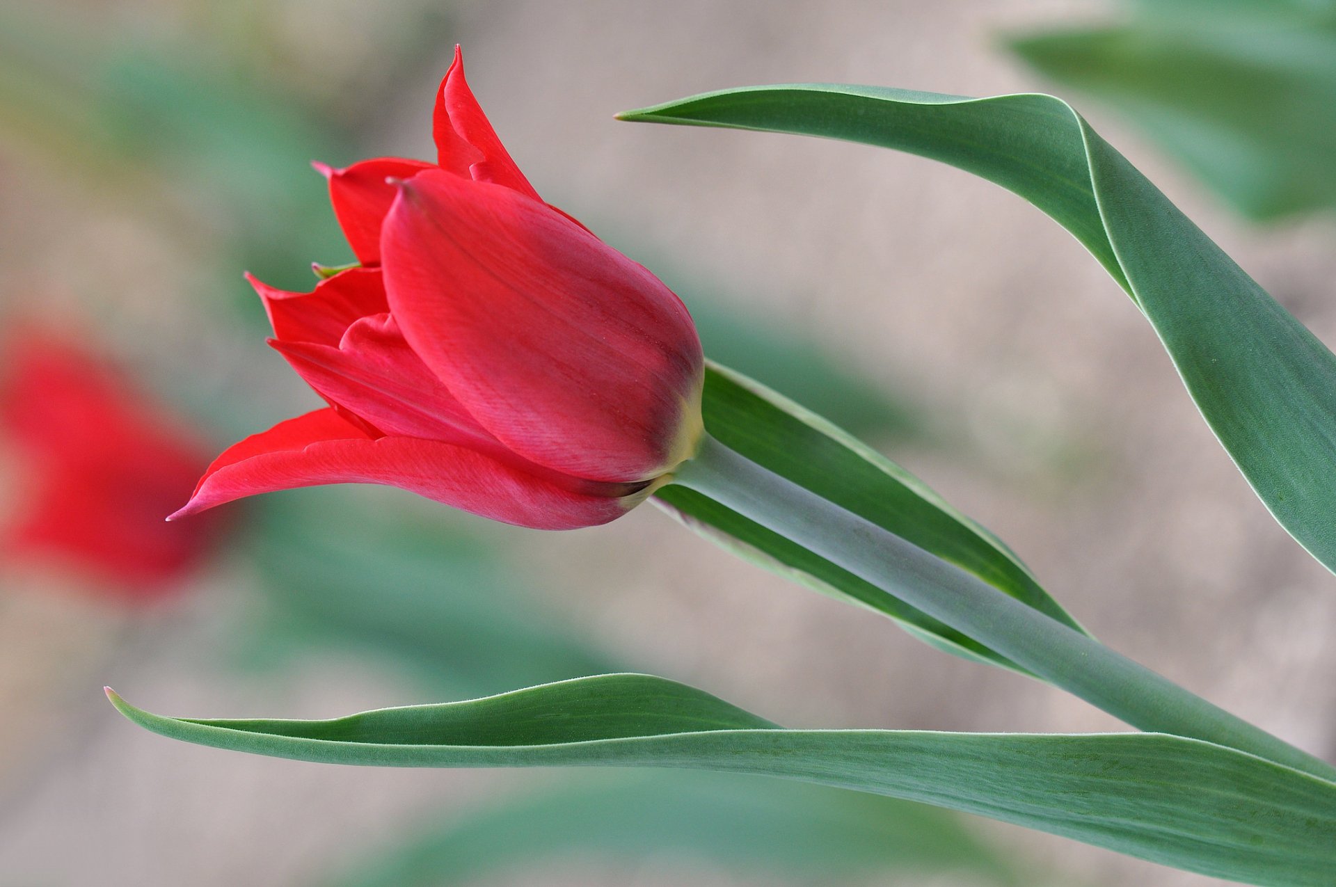 Vibrant Red Tulip in Nature | HD Flower Wallpaper | 2048x1360 ...