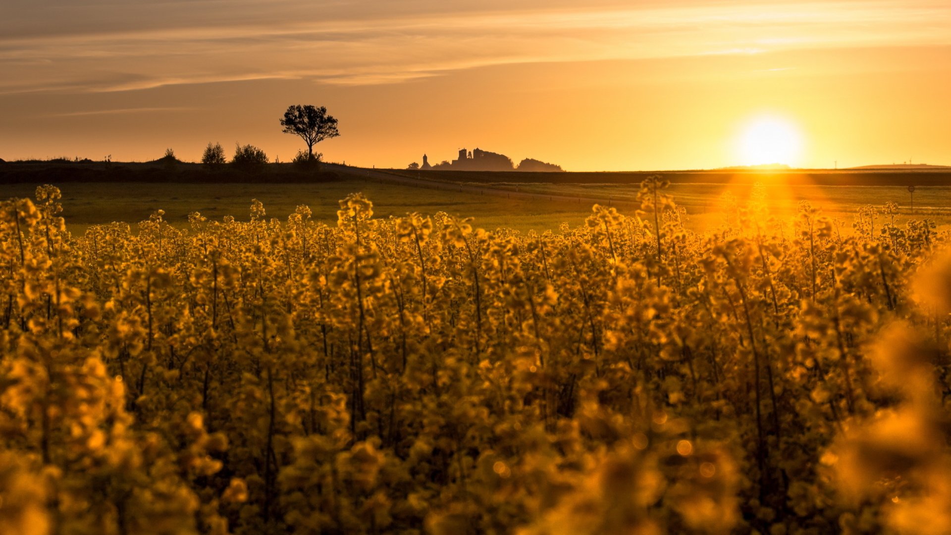 Download Horizon Field Flower Sunbeam Nature Sunrise HD Wallpaper