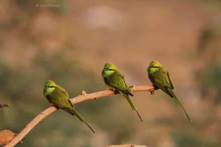 Three vibrant green bee-eaters perched on a thin branch against a soft, blurred natural background, captured in this HD animal desktop wallpaper.