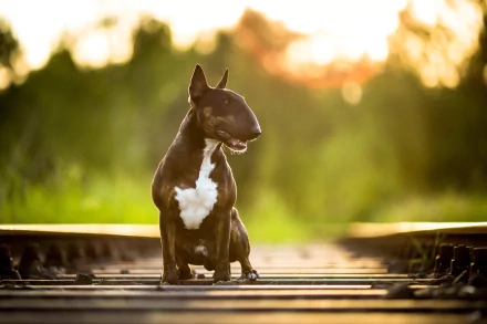 HD wallpaper image of a bull terrier sitting on railway tracks, surrounded by lush greenery and bathed in warm, golden sunset light.