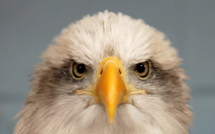 beak bird Animal eagle HD Desktop Wallpaper | Background Image