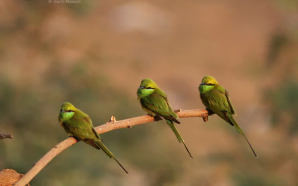 Three vibrant green bee-eaters perched on a thin branch against a soft, blurred natural background, captured in this HD animal desktop wallpaper.