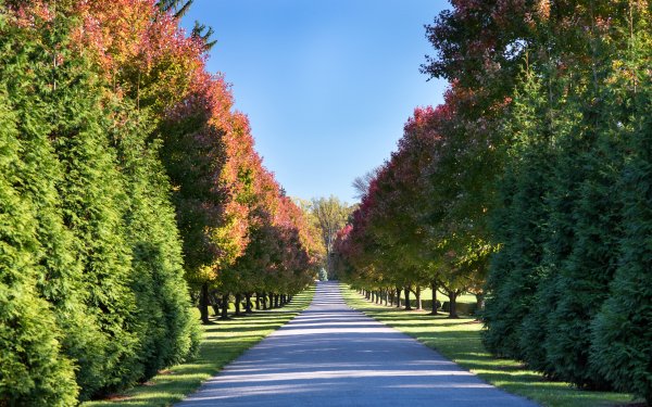 Photography Park Nature Tree Tree-Lined Sunny HD Wallpaper | Background Image