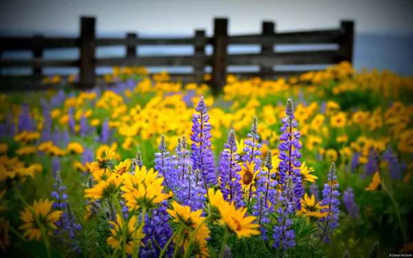  Field of Wildflowers