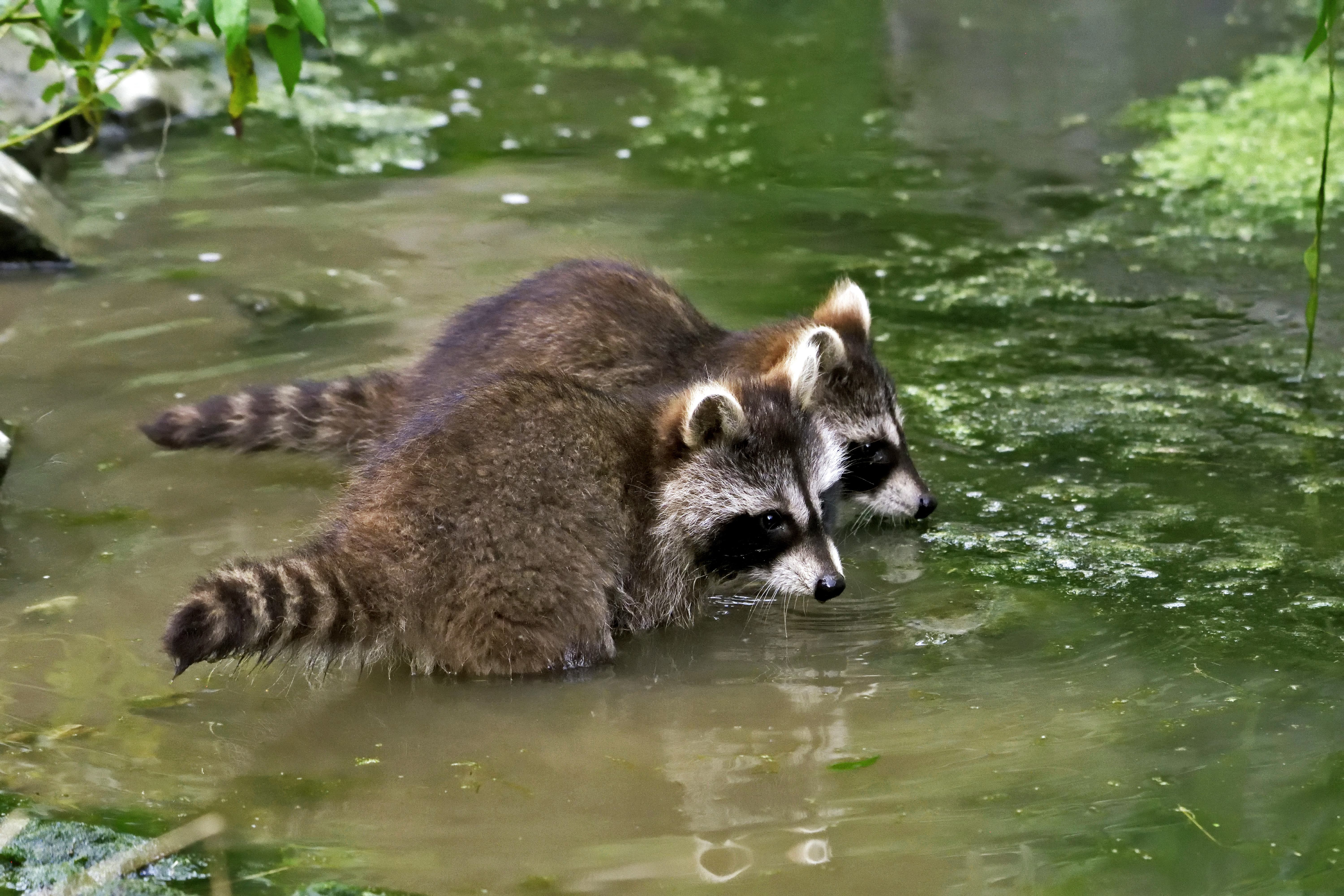 Animal Raccoon HD Wallpaper | Background Image