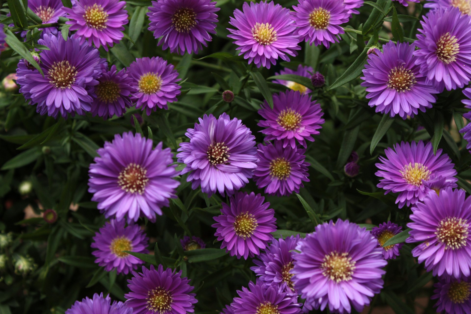 Wallpapers Aster Flowers Wallpapers