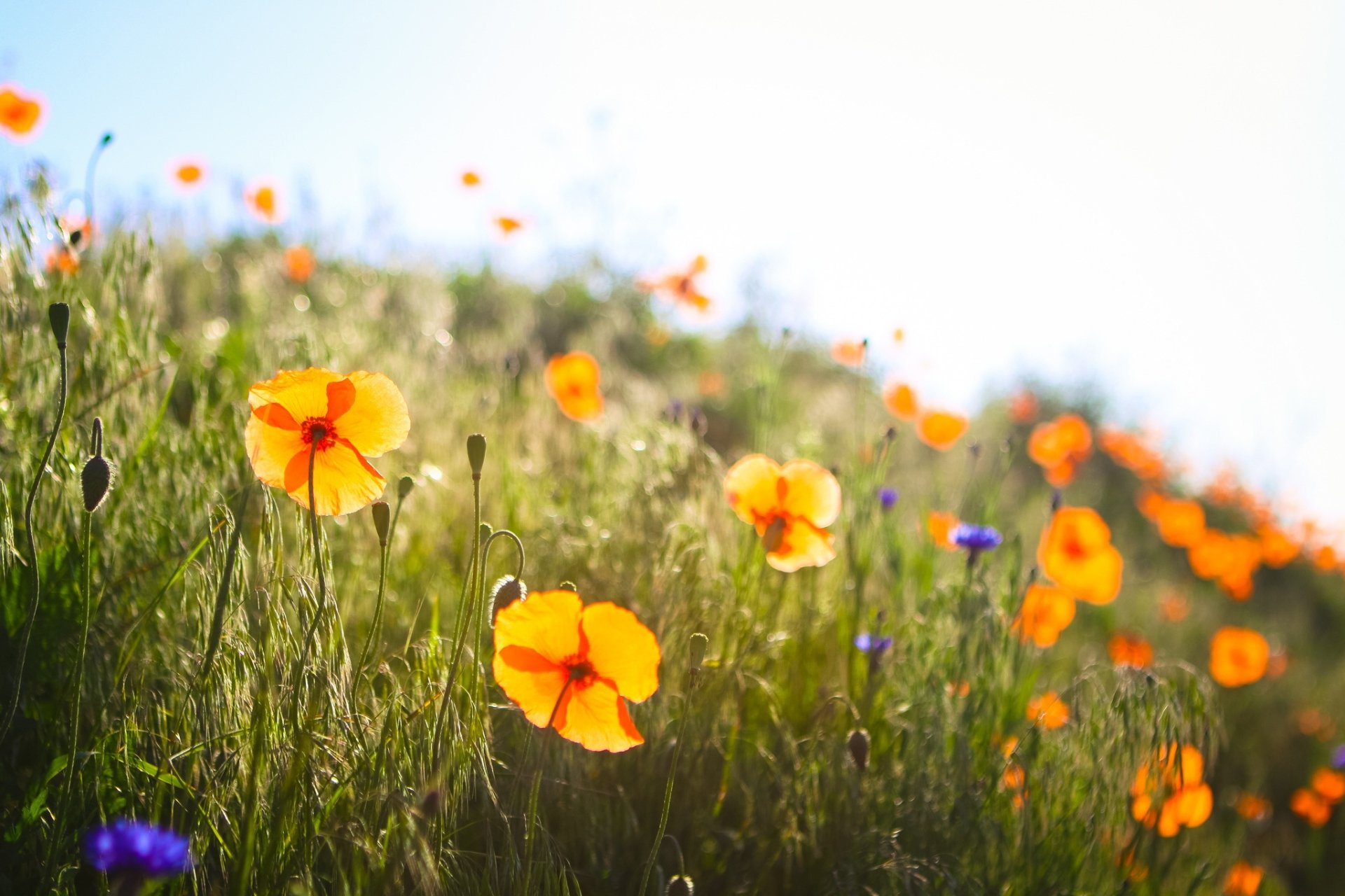Download Depth Of Field Orange Flower Summer Sunny Nature Flower HD ...