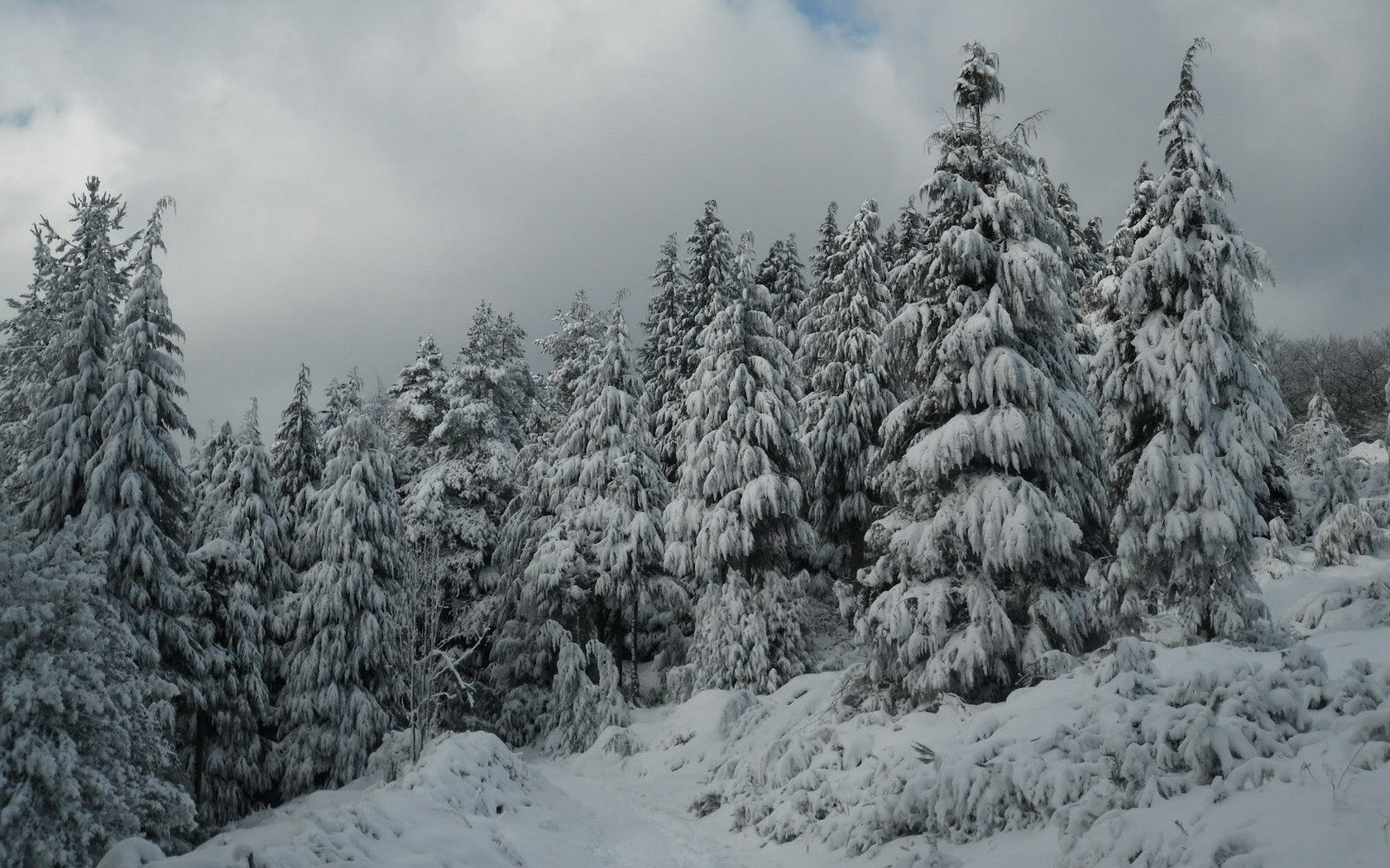 Winter Forest