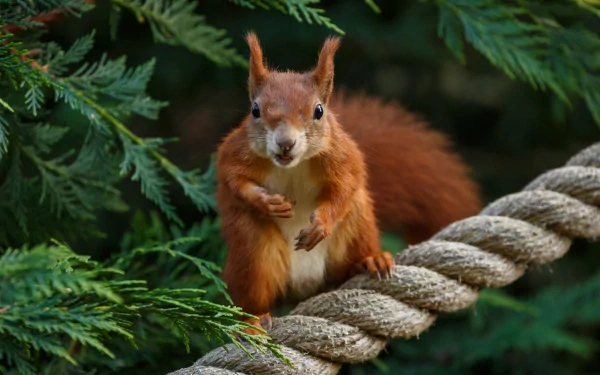 rope rodent Animal squirrel HD Desktop Wallpaper | Background Image
