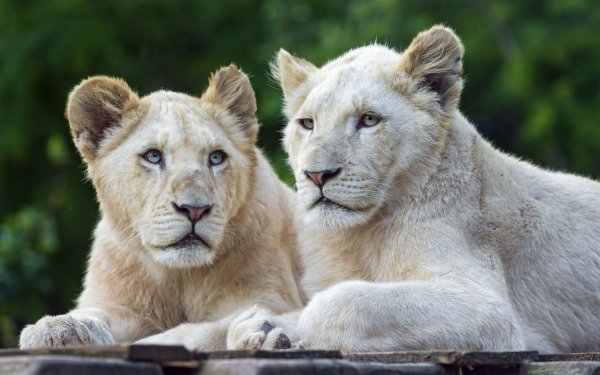 Beautiful Blue Eyes Lion Resting on a Rock HD Wallpaper | Background ...