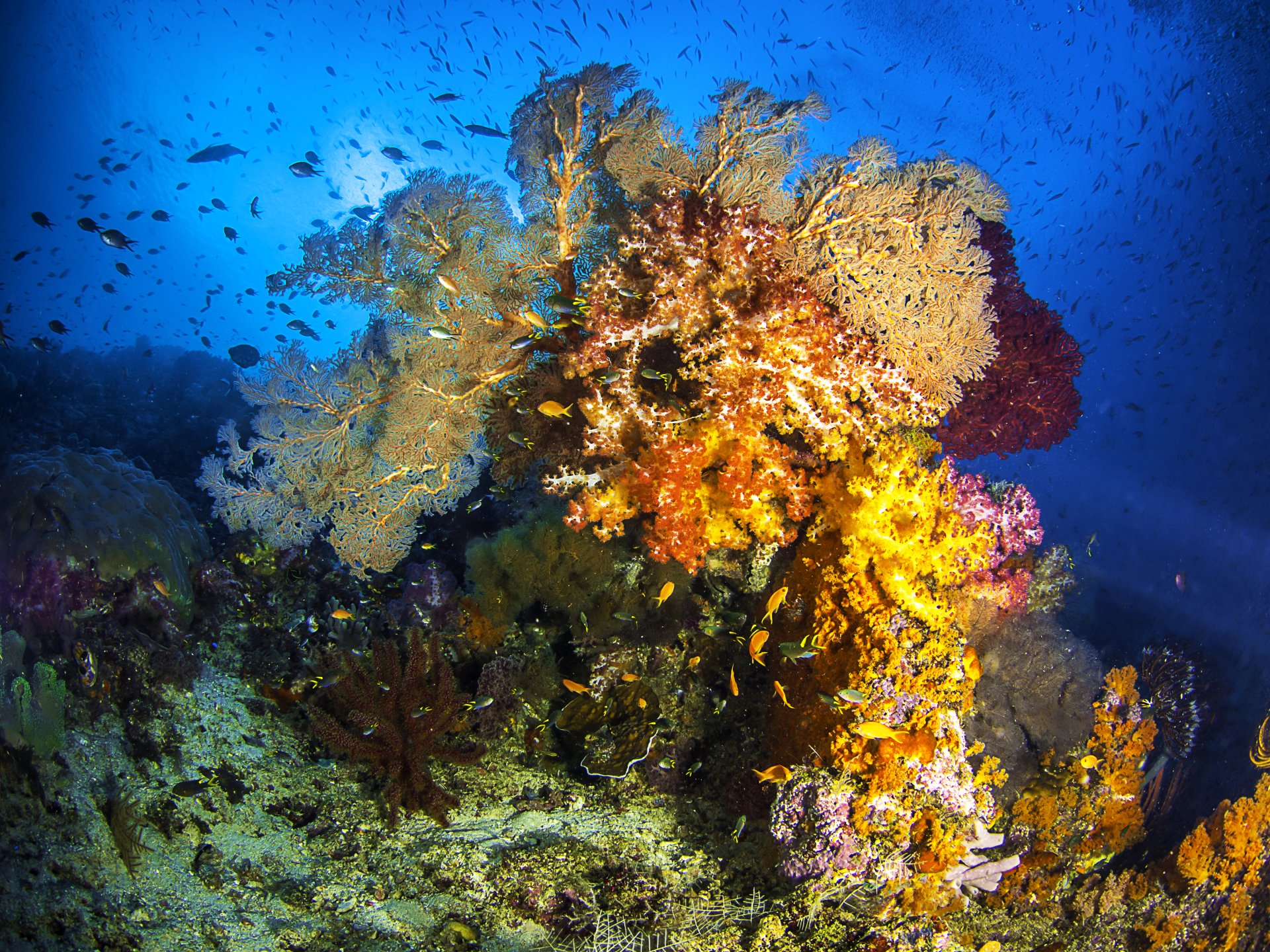 4K Ultra HD PC desktop wallpaper: vibrant underwater coral reef alive with colorful fish and marine animals, sunlight filtering through deep blue water.